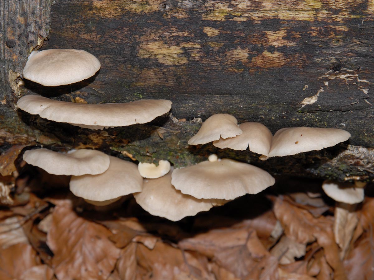 Pleurotus cornucopiae